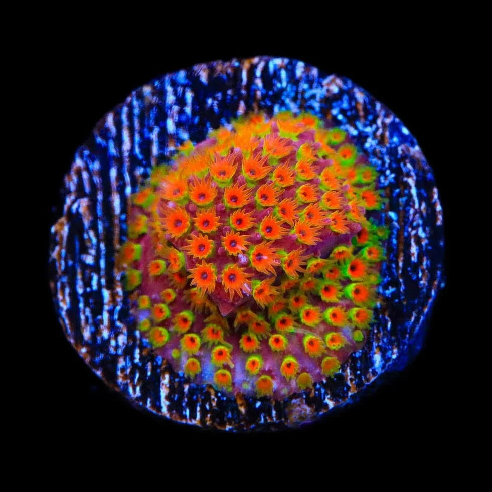 Looney Tunes Stylocoeniella Coral