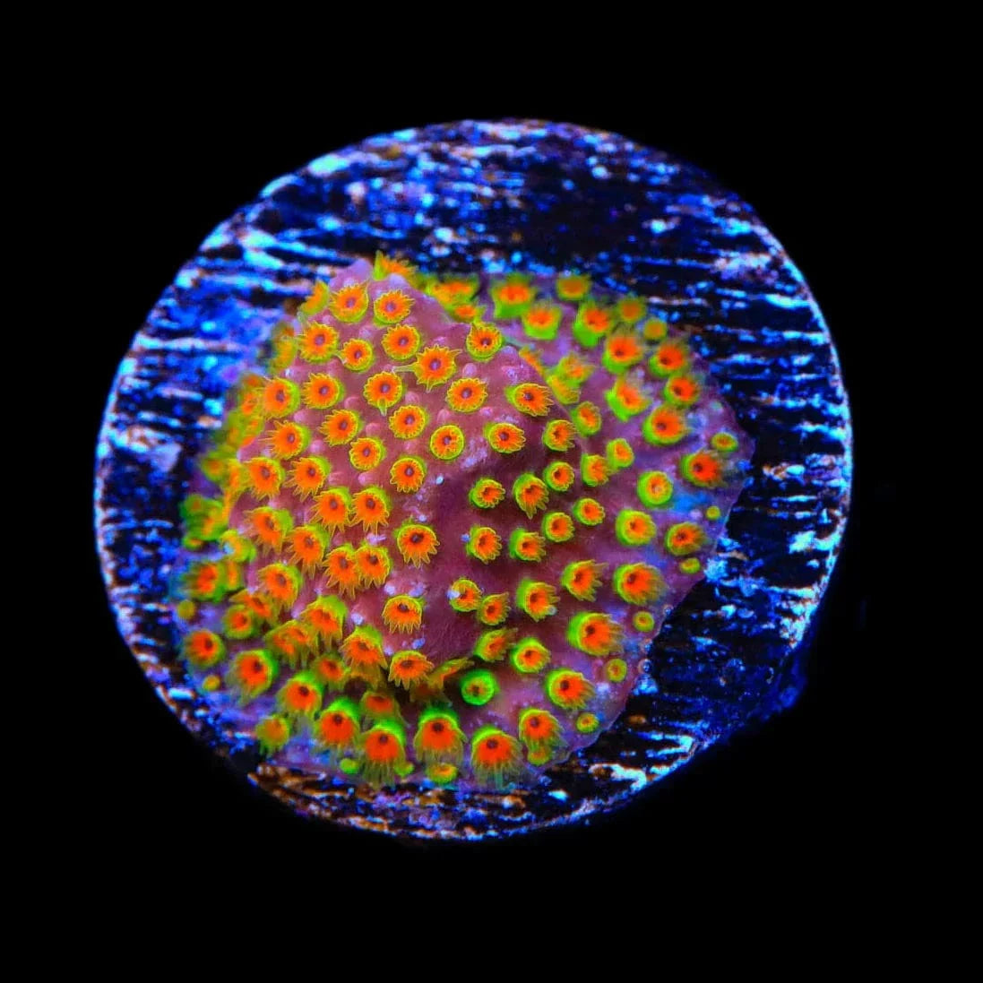 Looney Tunes Stylocoeniella Coral