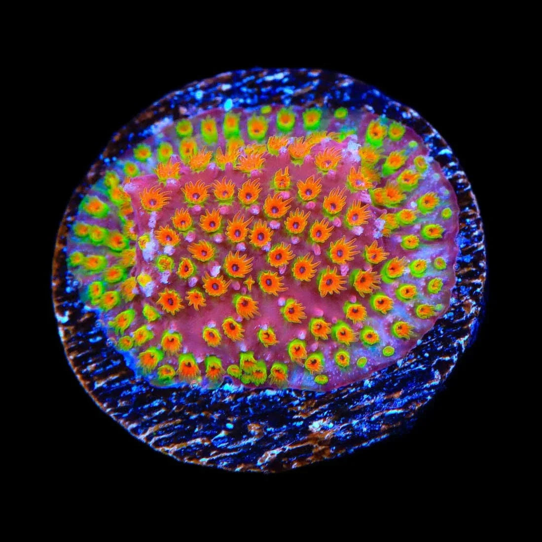 Looney Tunes Stylocoeniella Coral