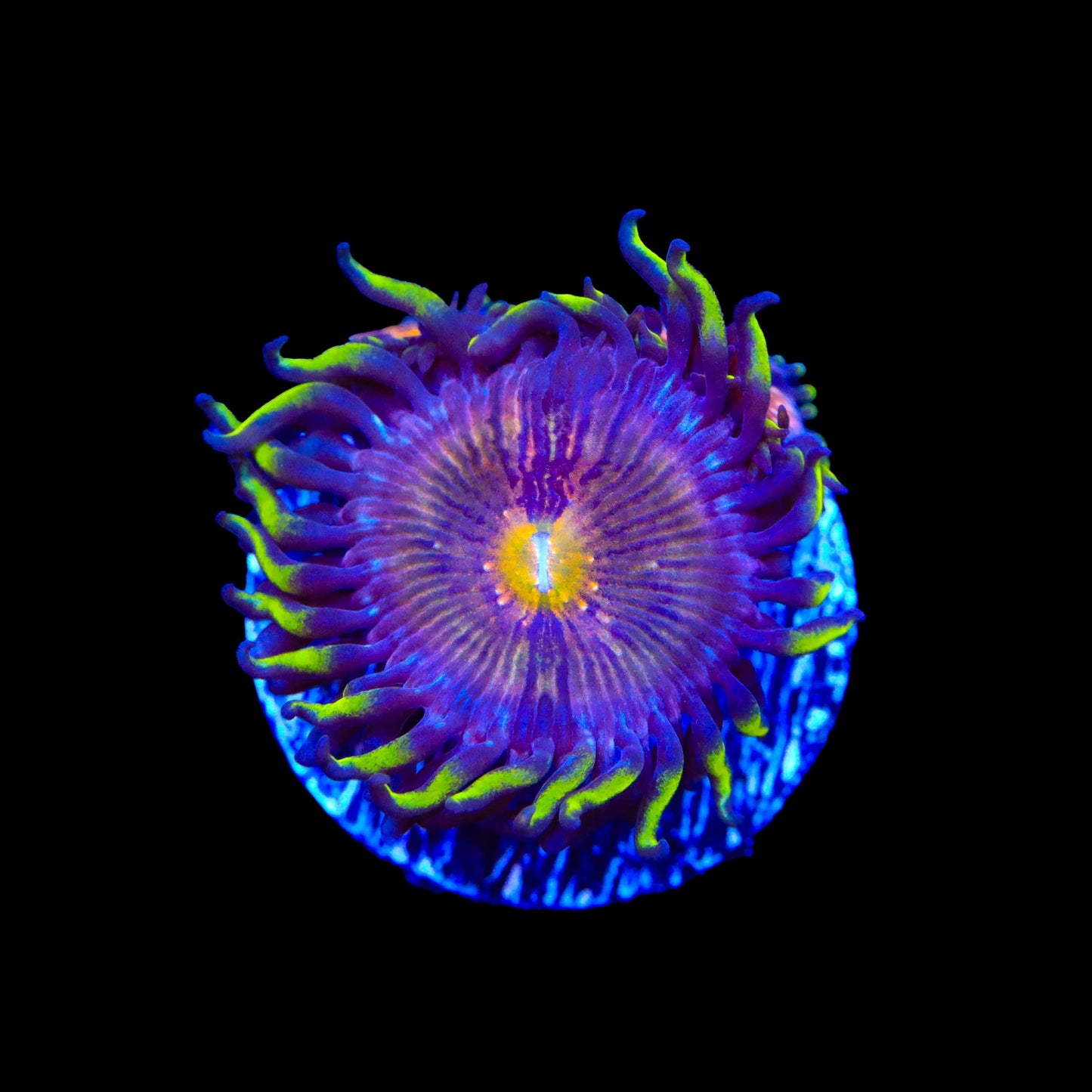 Nirvana Zoanthids Coral