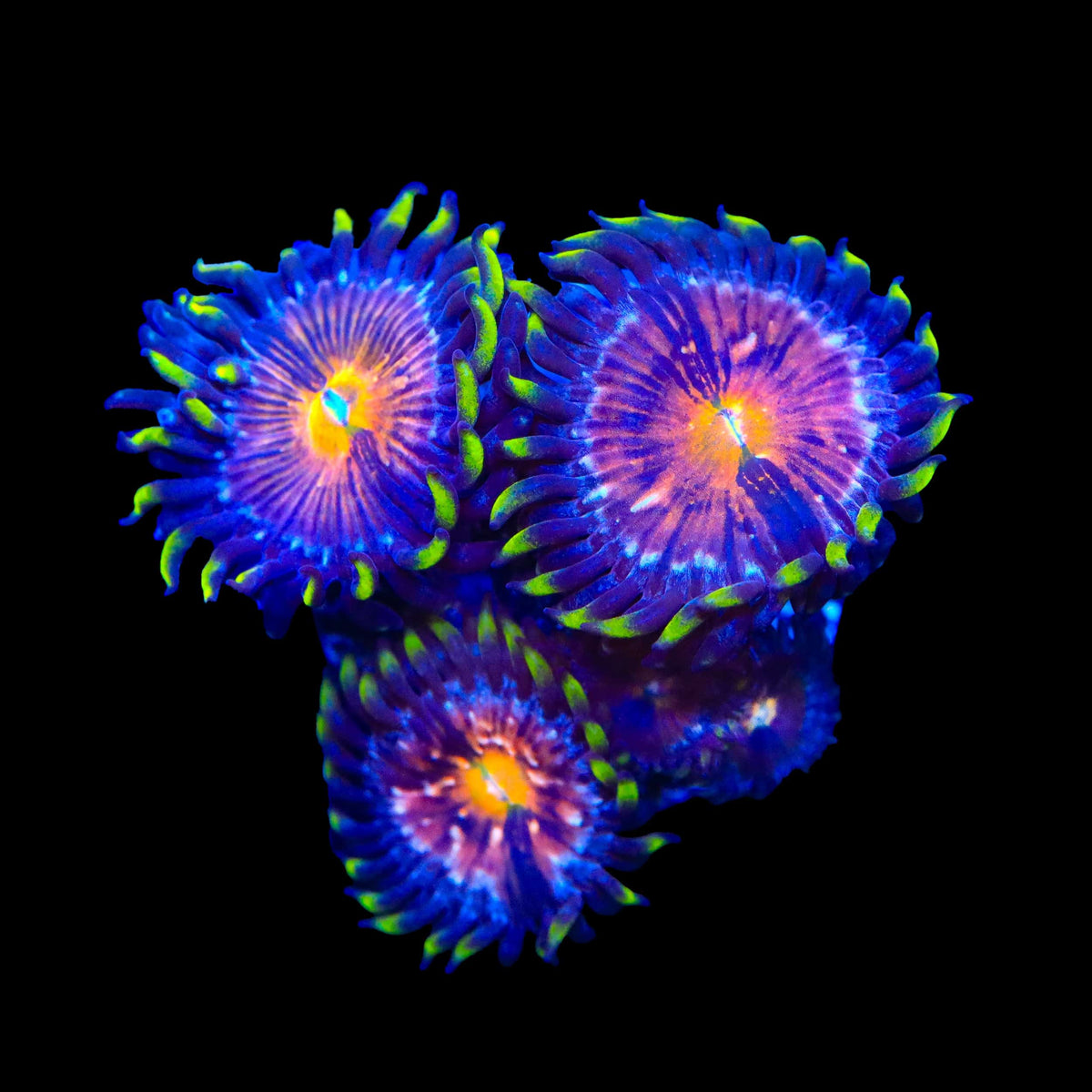 Nirvana Zoanthids Coral