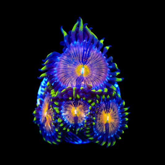 Nirvana Zoanthids Coral