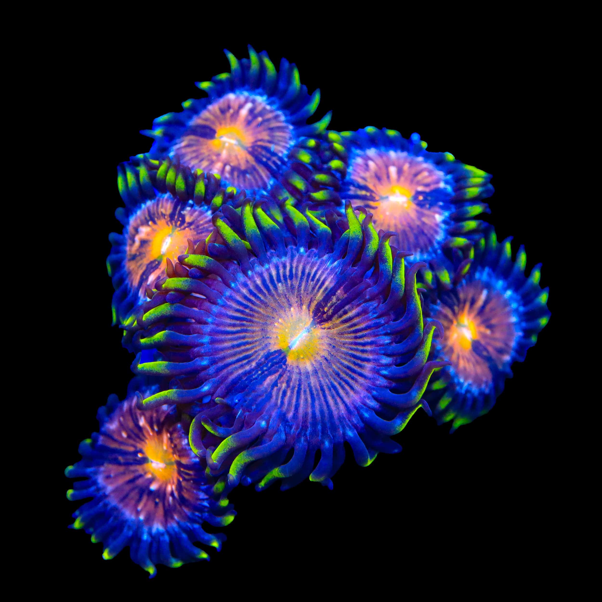 Nirvana Zoanthids Coral
