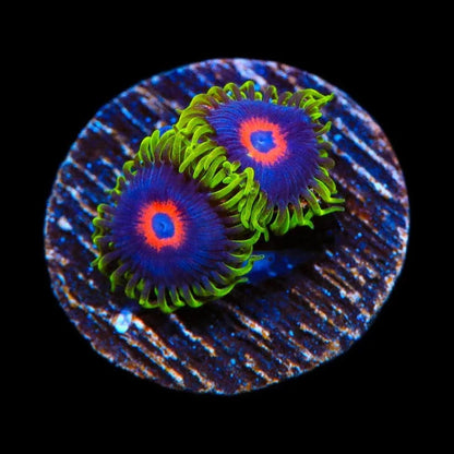 Purple Heart Zoanthids Coral