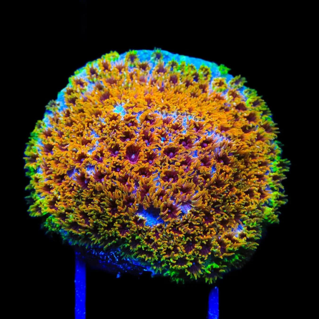 Skittles Bomb Cyphastrea Coral