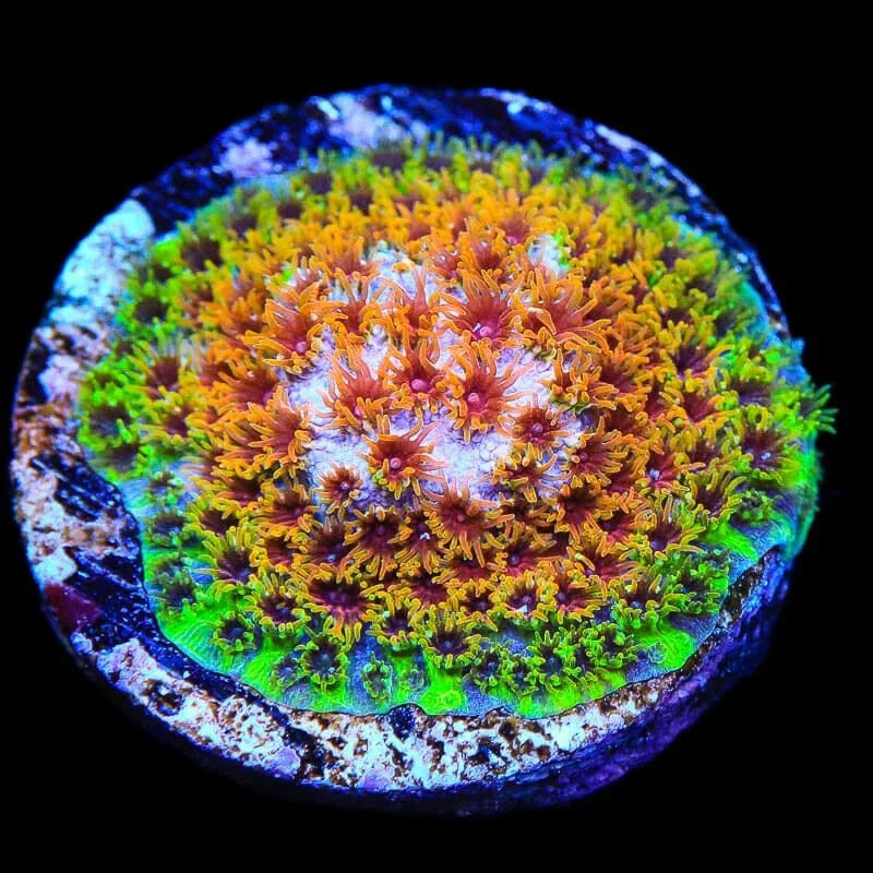 Skittles Bomb Cyphastrea Coral