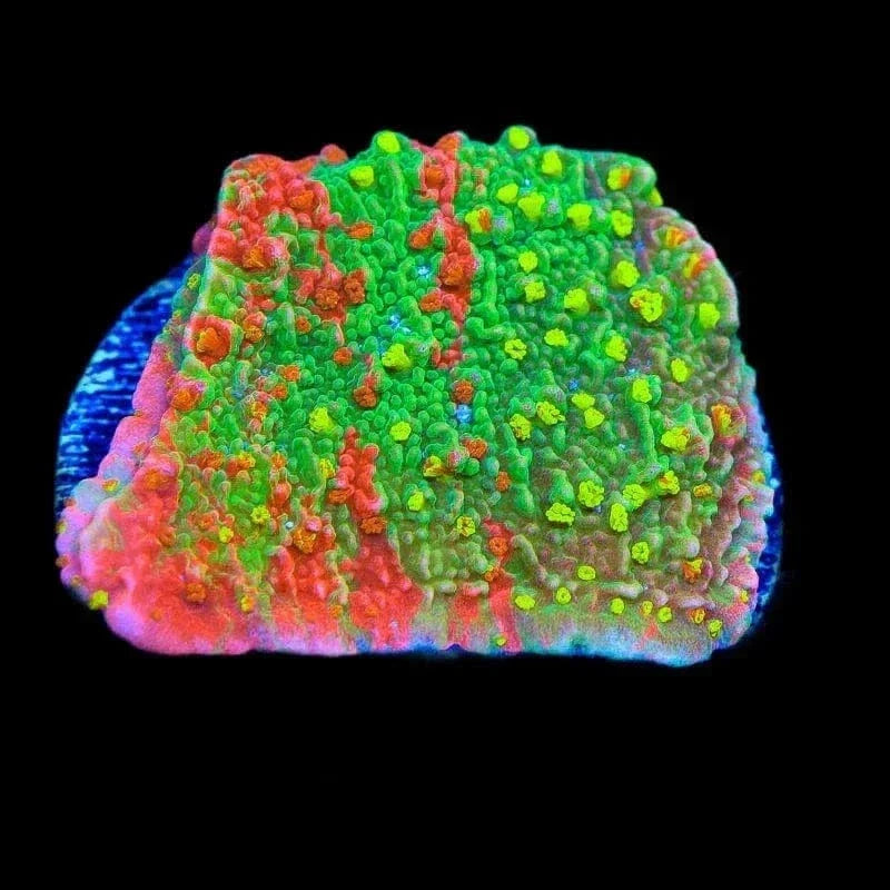 Sunfire Grafted Montipora Cap Coral