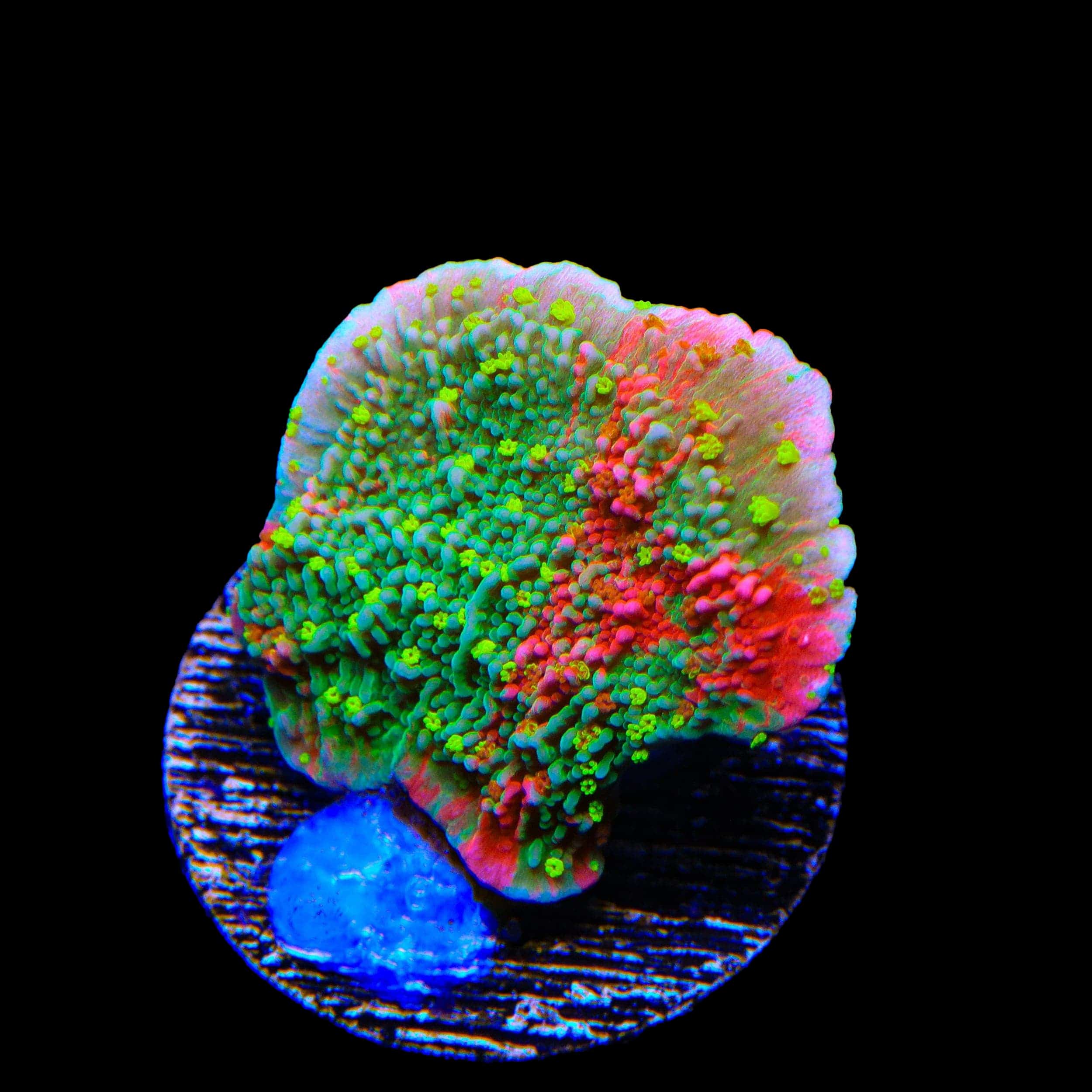 Sunfire Grafted Montipora Cap Coral