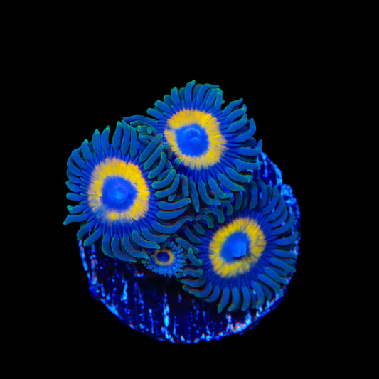 Yellow Submarine Zoanthids Coral