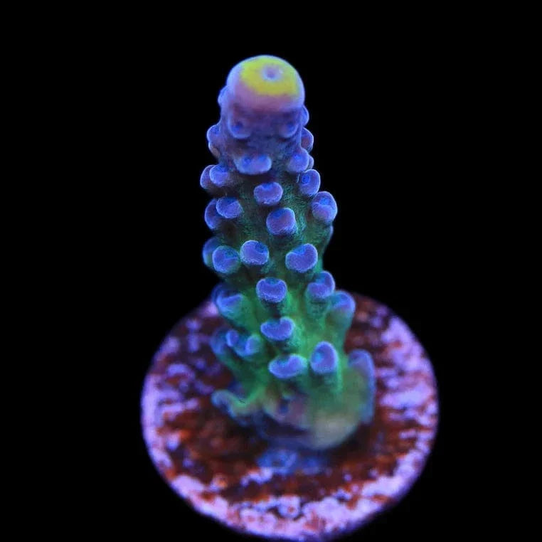 Yellow Tip Acropora Coral