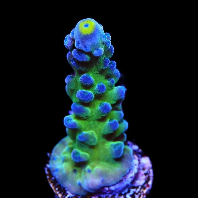 Yellow Tip Acropora Coral
