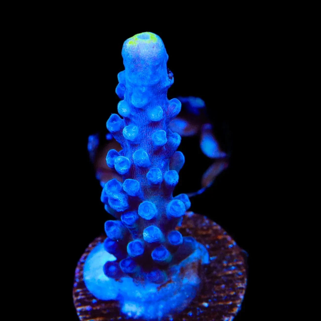 Yellow Tip Acropora Coral