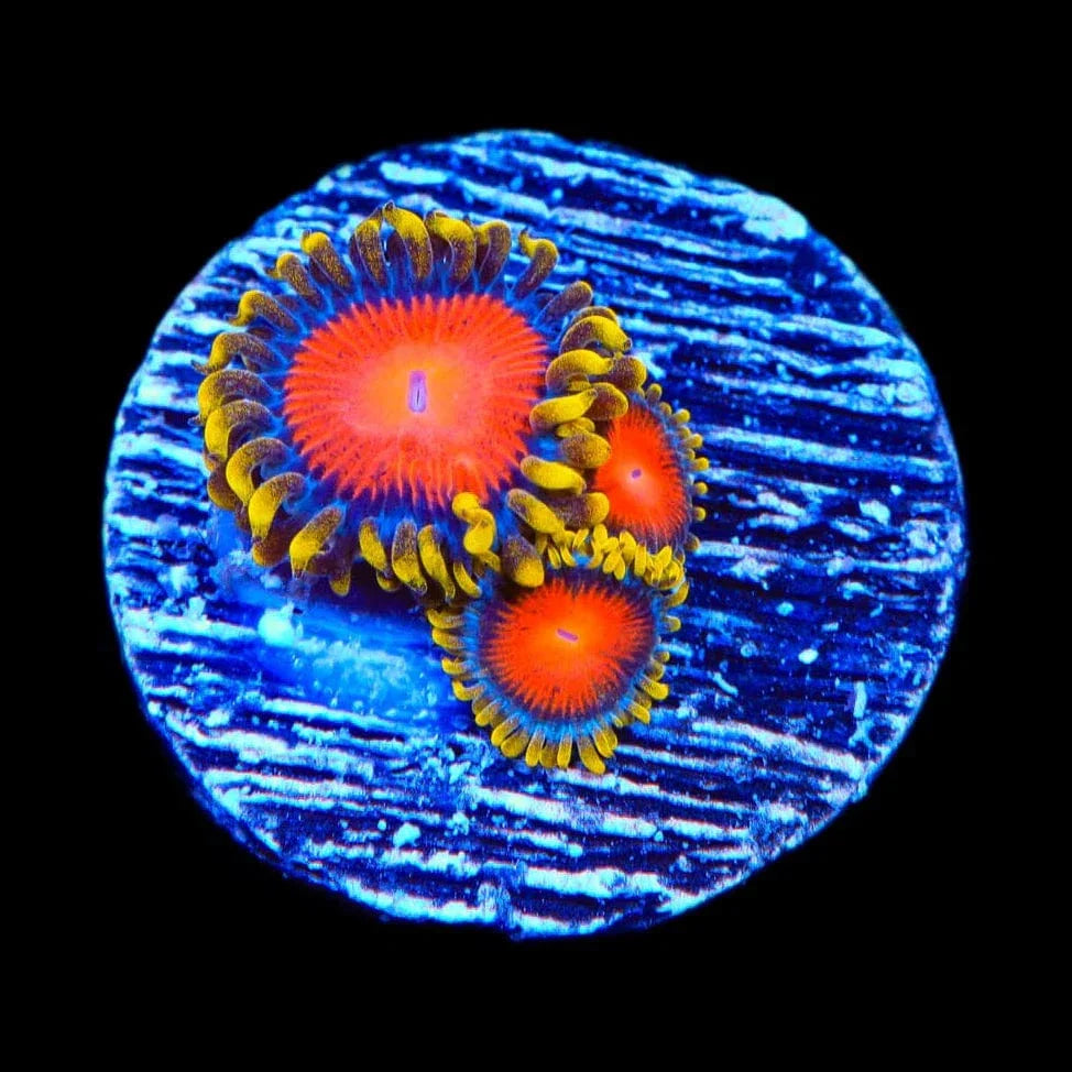 Yellow Brick Road Zoanthids Coral