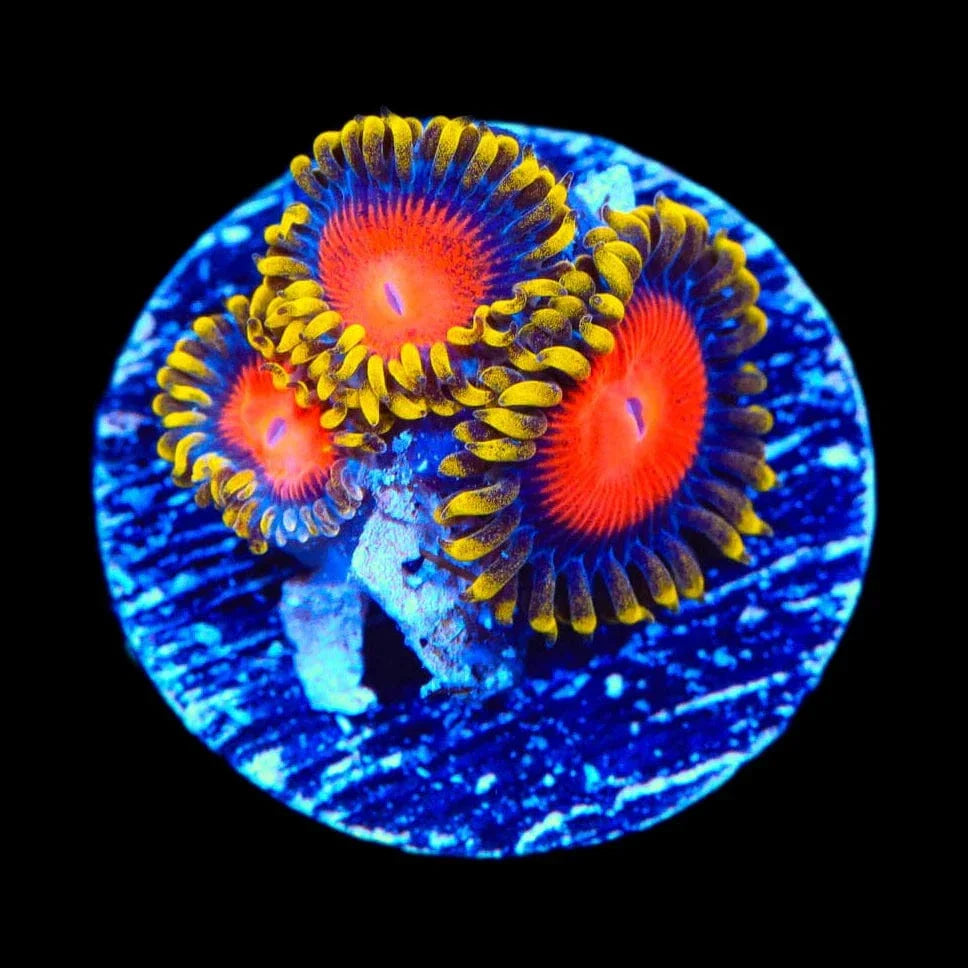 Yellow Brick Road Zoanthids Coral