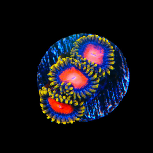 Yellow Brick Road Zoanthids Coral