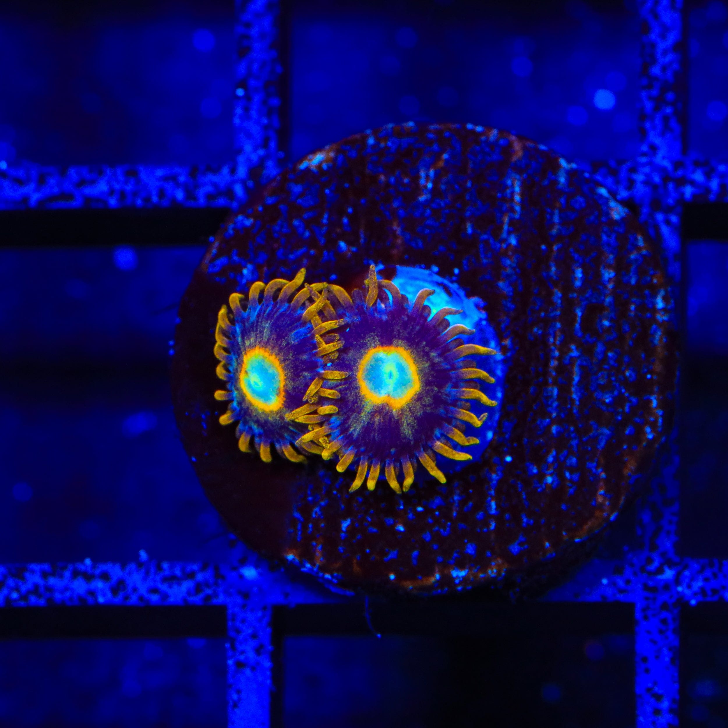 Murder Hornet Zoanthids Coral