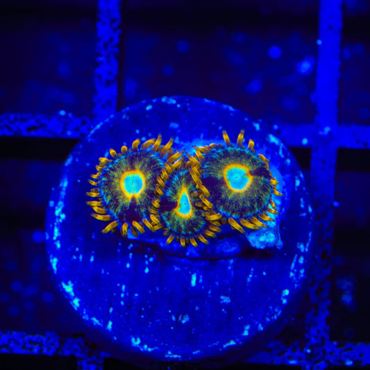 Murder Hornet Zoanthids Coral
