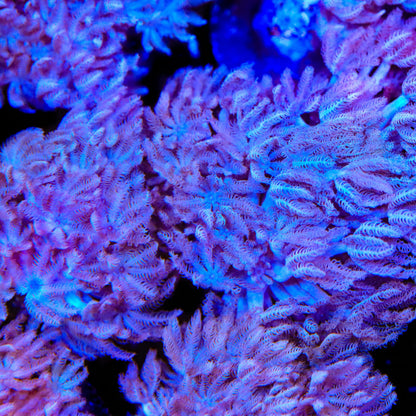 Pulsing Xenia Coral