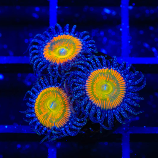 Sunny D Zoanthids Coral