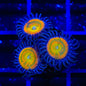 Sunny D Zoanthids Coral