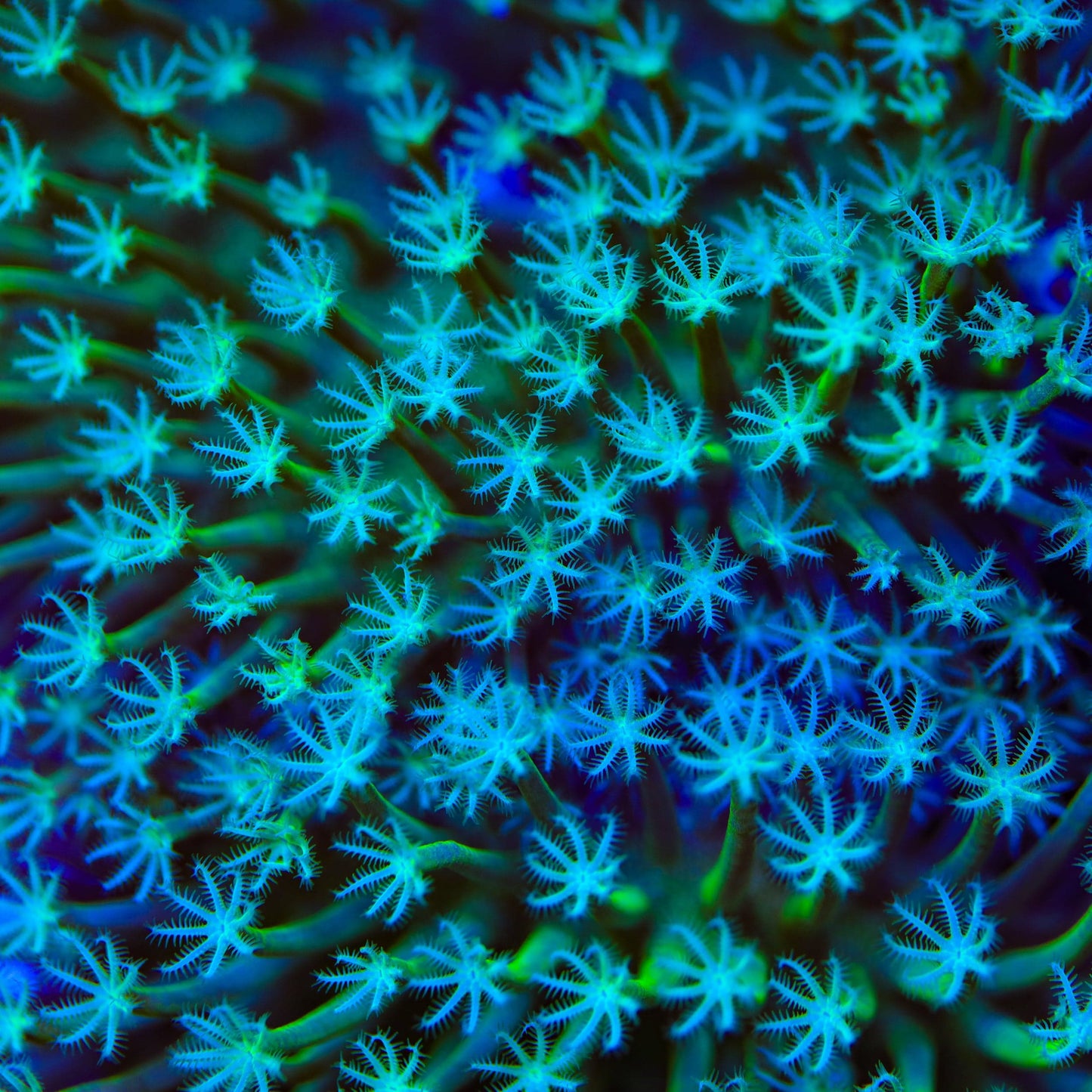 TSA Star Burster Toadstool Coral