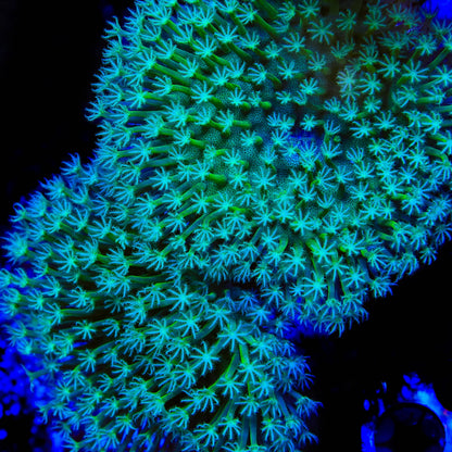 TSA Star Burster Toadstool Coral