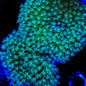 TSA Star Burster Toadstool Coral