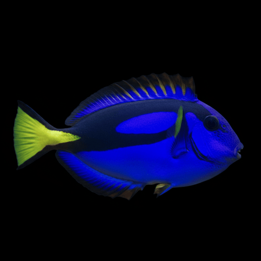 Blue Hippo Tang - Paracanthurus hepatus