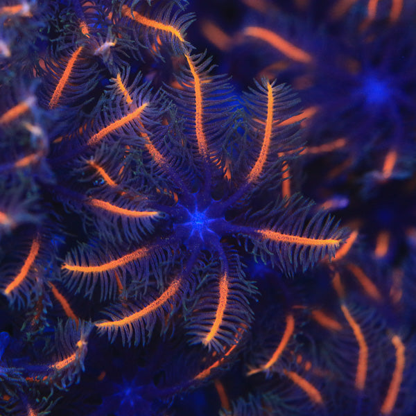 TSA Candy Corn Clove Polyps Coral