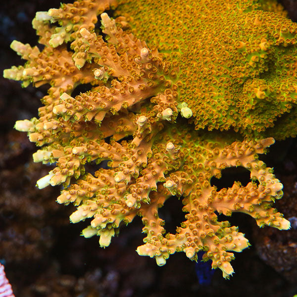 TGC Orange Creamsicle Acropora Coral