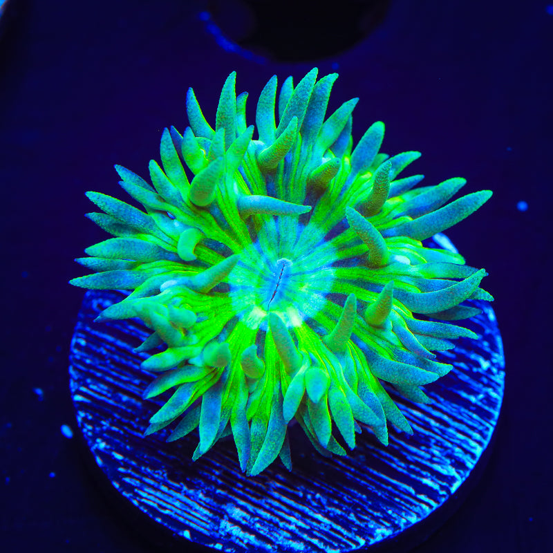 TSA Toxic Pinwheel Duncan Coral