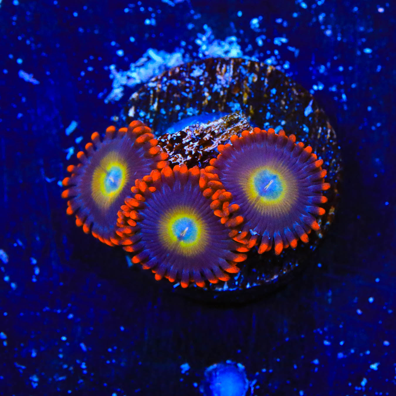Circus Freak Zoanthid Coral