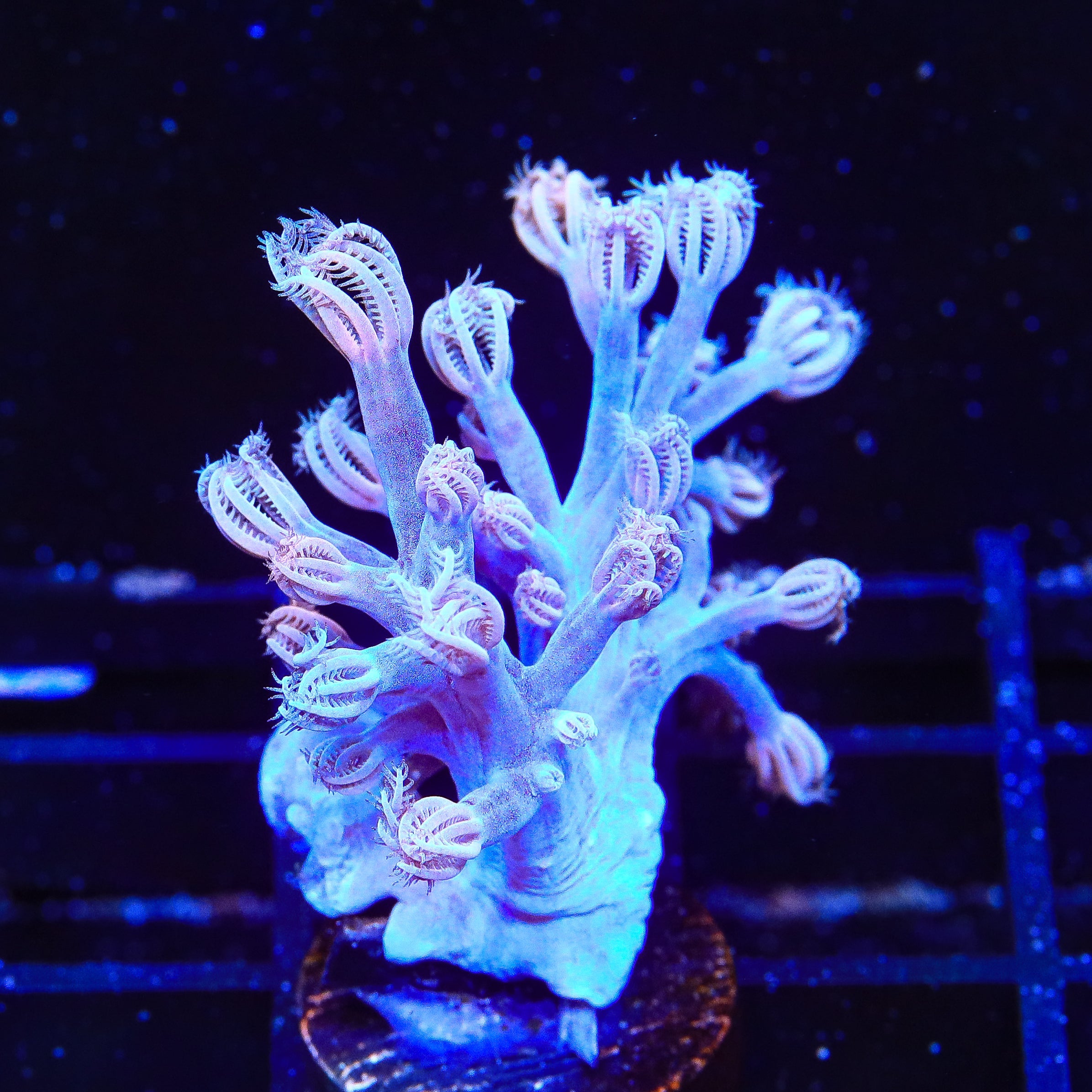 Vargas Cespitularia Coral