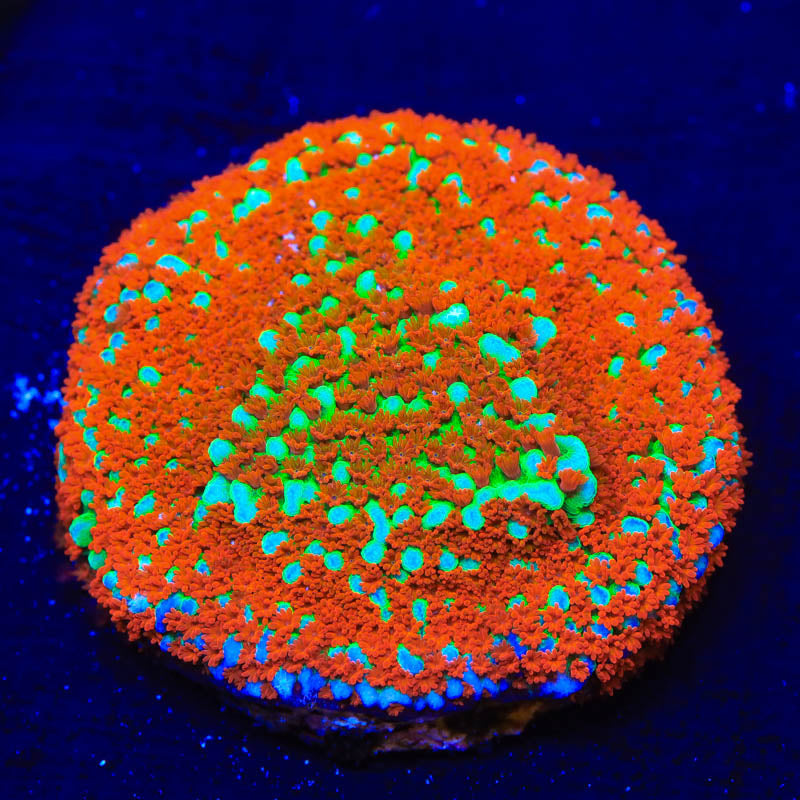 JF Aquaman Montipora Coral