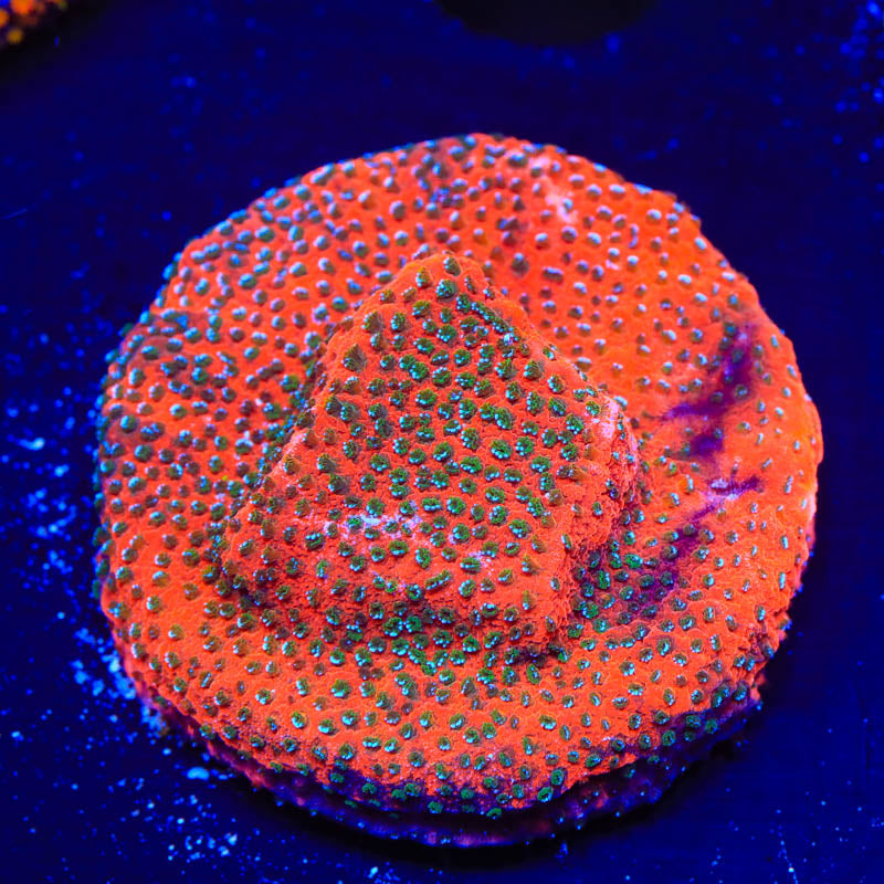 TSA Megachrome Montipora Coral