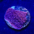 TSA Purple Montipora Cap Coral - 3211