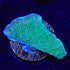 TSA Blueberry Fields Montipora Coral - 3211