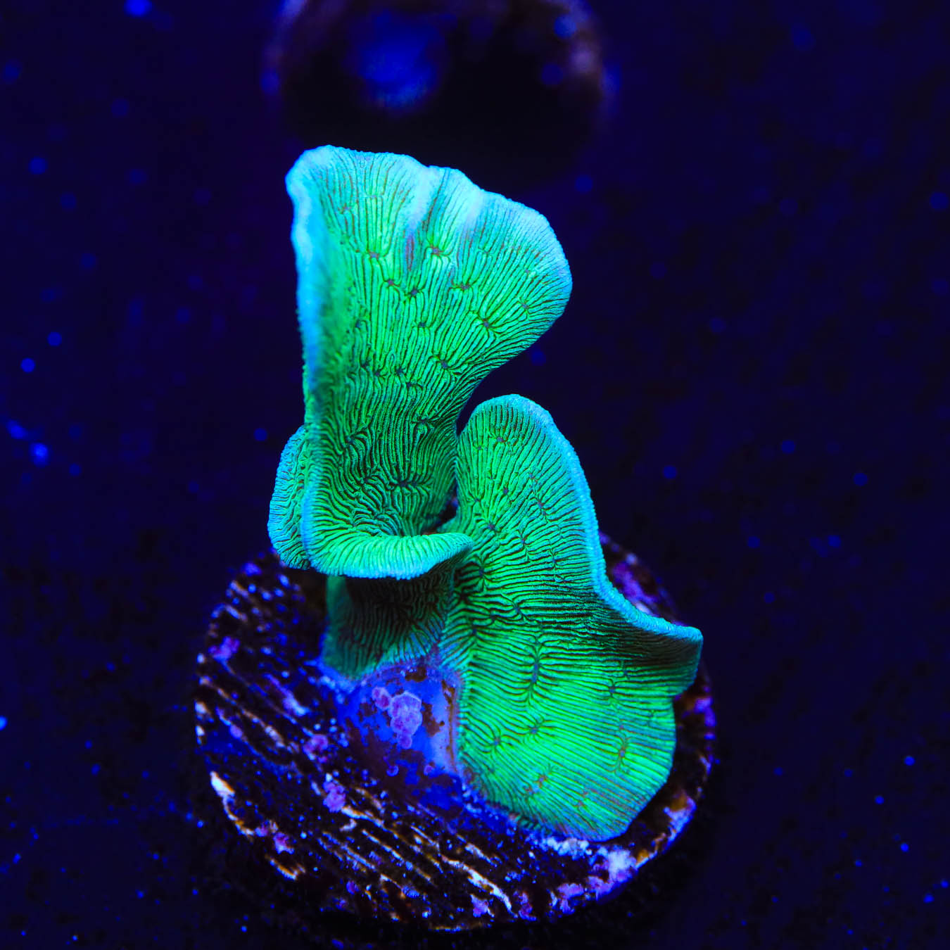 ORA Mint Pavona Coral
