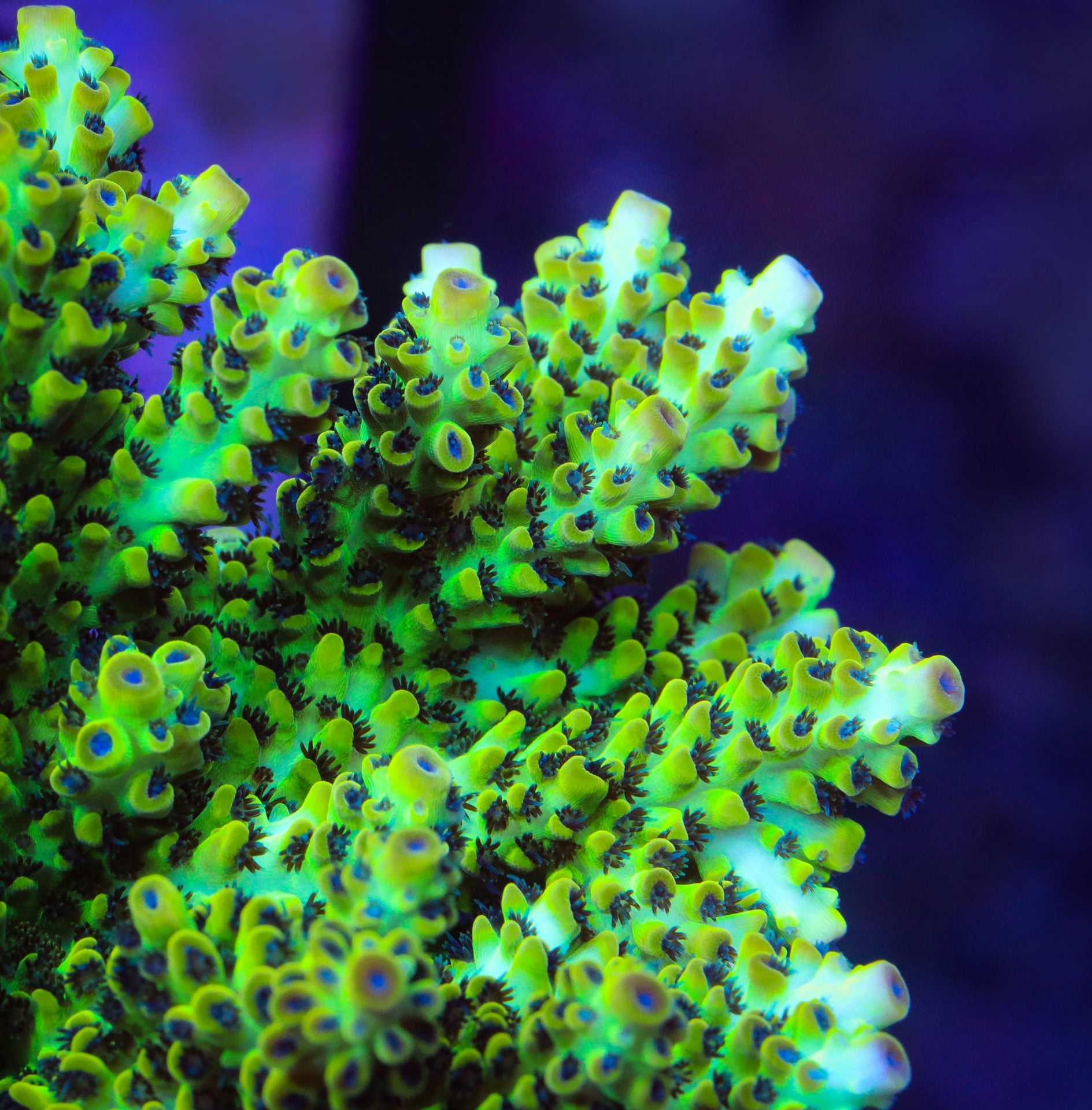 Laura's Purple Polyp Acropora Coral