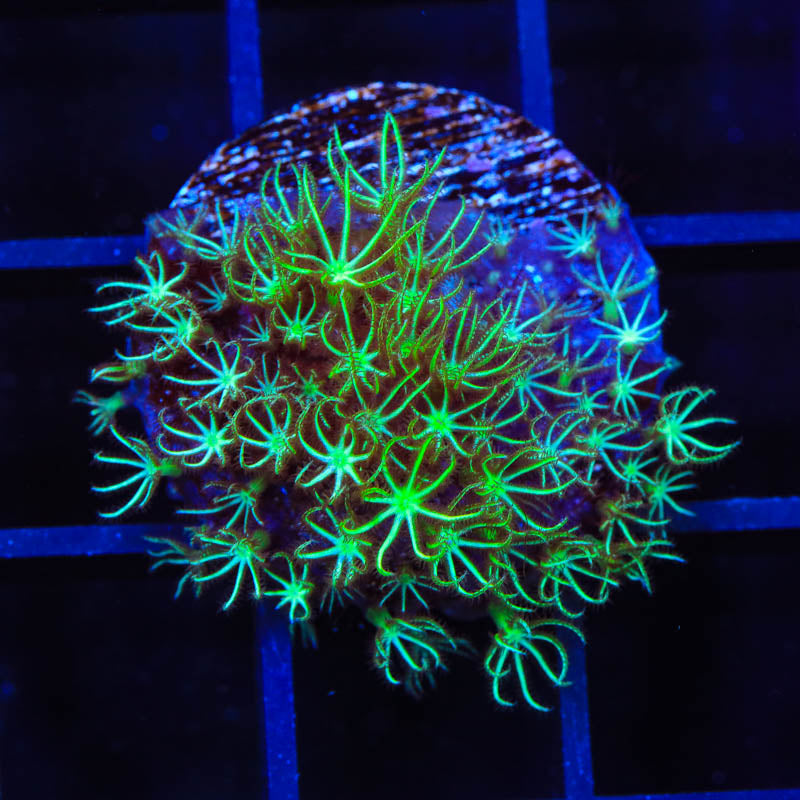 Mint Star Polyps Coral