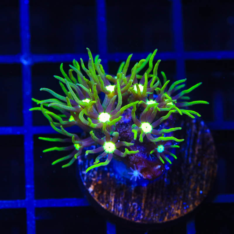 Metallic Green Center Star Polyps Coral