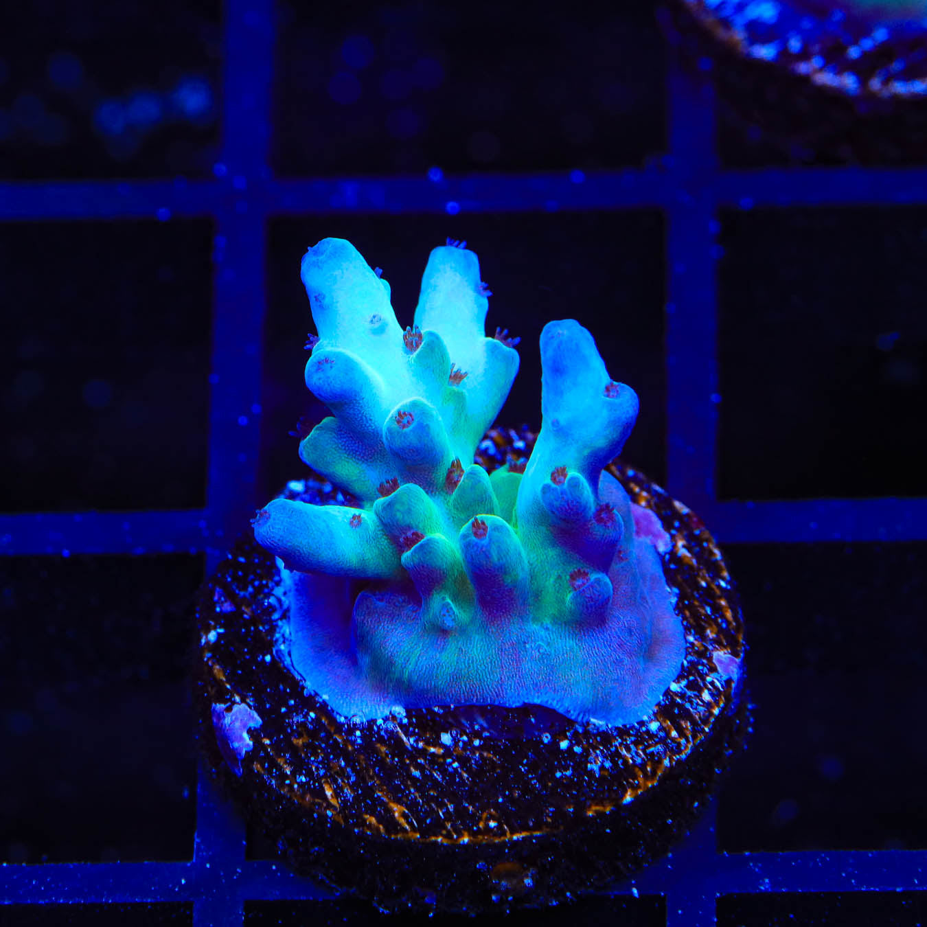 RRC Shazam Acropora Coral
