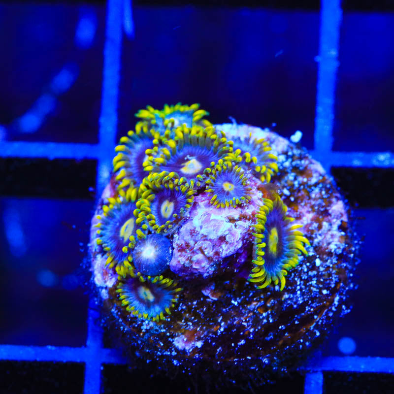 TSA Smurfette Zoanthids Coral