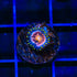 WWC Nirvana Zoanthid Coral