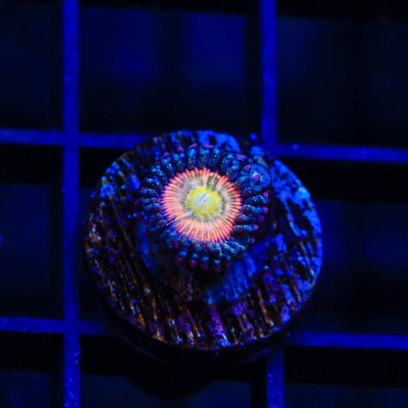 TSA Rainbow Spectrum Zoanthid Coral
