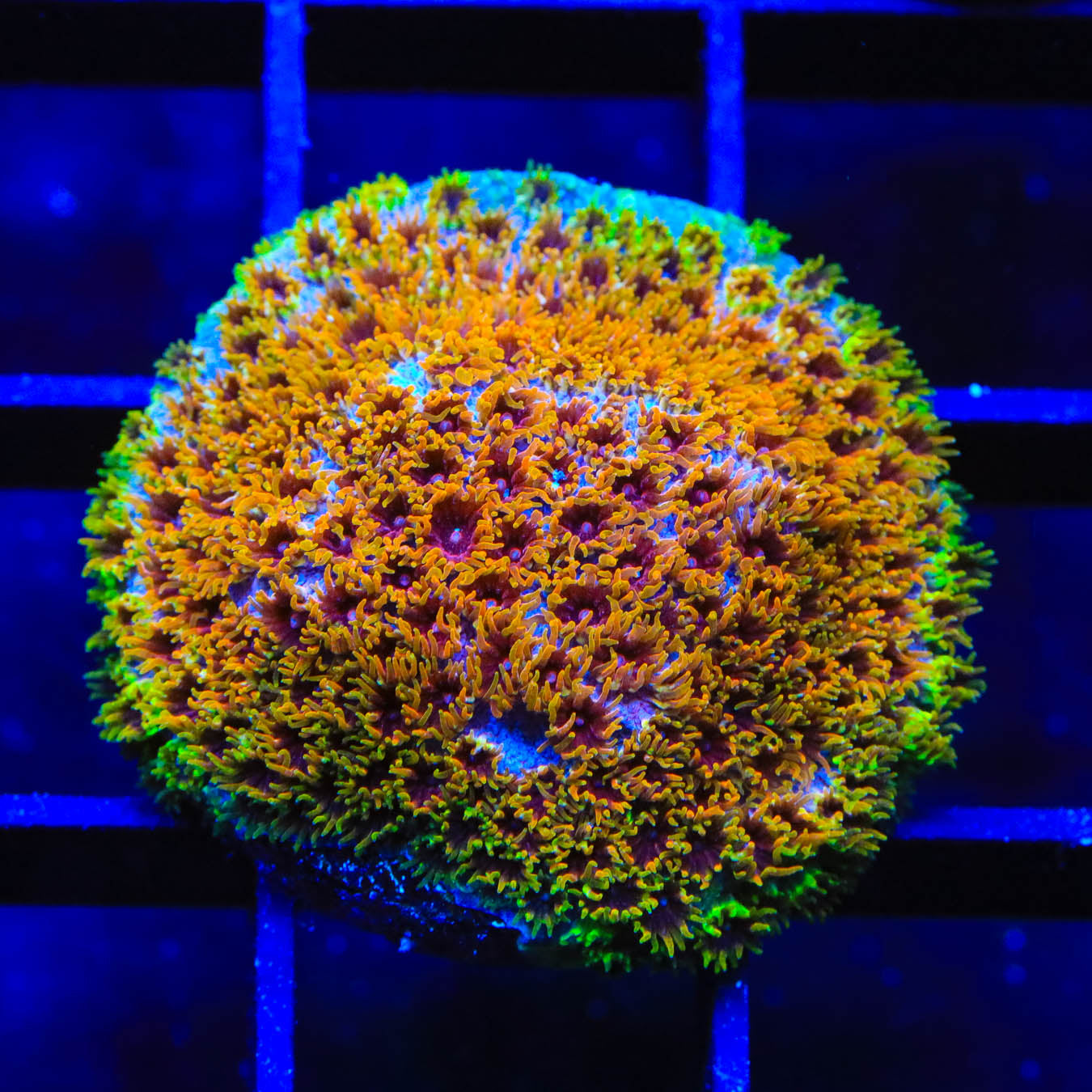 WWC Skittles Bomb Cyphastrea Coral