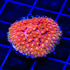 TSA Fantasia Goniopora Coral - 3211