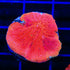 Diablo Diaseris Plate Coral - 3211
