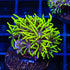 Green Star Polyps Coral - 3211