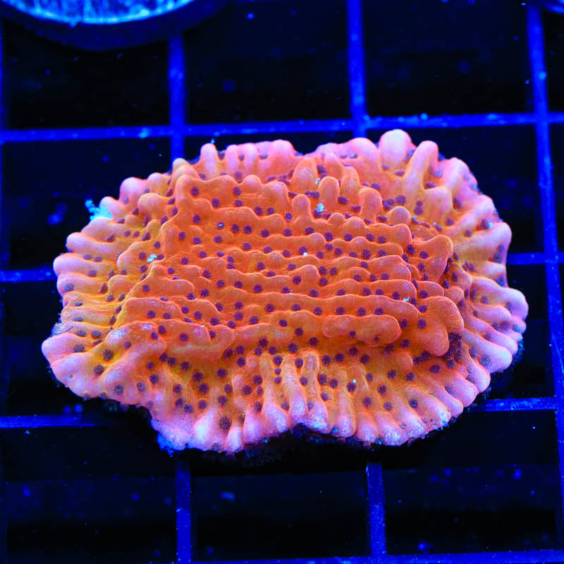 TSA Death Spiral Montipora Coral